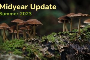 Midyear Update thumbnail with background image of mushrooms growing on the forest floor
